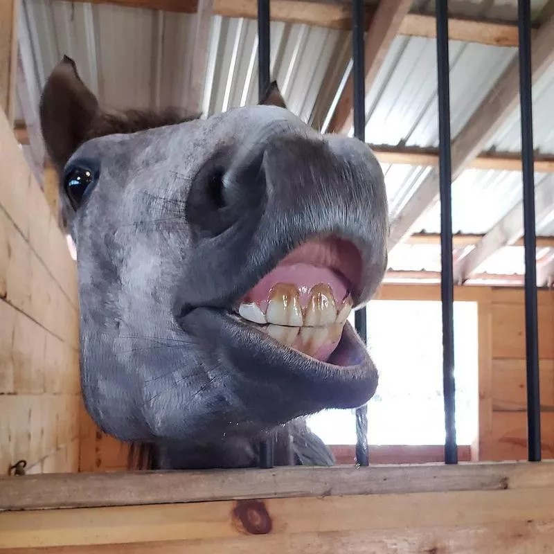 Horsing Around With Gerald Keddy – Frank Magazine